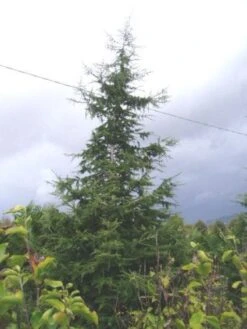 Libanonceder (Cedrus Libani) -Tuinplanten Winkel 20120220143307 17