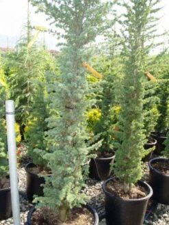 Zuilvormige Ceder (Cedrus Libani 'Fastigiata') -Tuinplanten Winkel 20120220143513 11