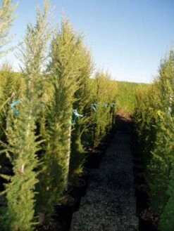 Zuilvormige Ceder (Cedrus Libani 'Fastigiata') -Tuinplanten Winkel 20120220143559 10