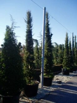Zuilvormige Ceder (Cedrus Libani 'Fastigiata') -Tuinplanten Winkel 20120220143621 10