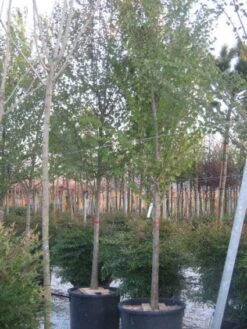 Judasboom (Cercis Siliquastrum) -Tuinplanten Winkel 20120220144824 10