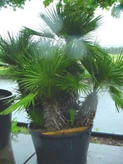 Dwergpalm (Chamaerops Humilis 'Vulcano') -Tuinplanten Winkel 20120220145217 8