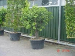 Kumquat (Citrus Kumquat) -Tuinplanten Winkel 20120220145934 7