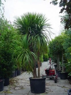Cordyline (Cordyline Australis) 19 Cordyline (Cordyline Australis) -Tuinplanten Winkel 20120220150047 8