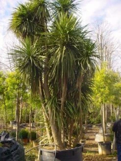 Cordyline (Cordyline Australis) 18 Cordyline (Cordyline Australis) -Tuinplanten Winkel 20120220150143 8