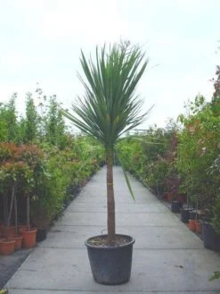 Cordyline (Cordyline Australis) 17 Cordyline (Cordyline Australis) -Tuinplanten Winkel 20120220150220 8
