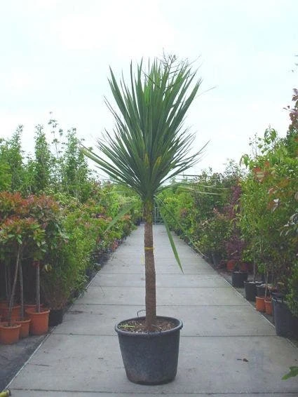 Cordyline (Cordyline Australis) 4 Cordyline (Cordyline Australis) - Afbeelding 2