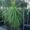 Cordyline (Cordyline Australis) -Tuinplanten Winkel 20120220150255 8