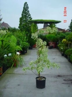 Reuzenkornoelje (Cornus Controversa 'Variegata') -Tuinplanten Winkel 20120220150500 7