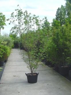 Kornoelje (Cornus Kousa Chinensis) -Tuinplanten Winkel 20120220151015 11