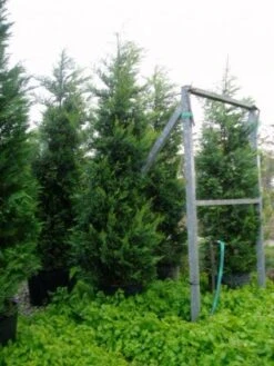 Haagconifeer (Cupressocyparis Leylandii 'Castlewellan Gold' ) -Tuinplanten Winkel 20120220151549 23