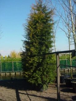 Haagconifeer (Cupressocyparis Leylandii 'Castlewellan Gold' ) -Tuinplanten Winkel 20120220151617 23