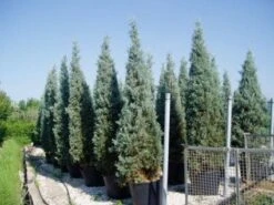 Tuinplanten Winkel -Tuinplanten Winkel 20120220152108 13