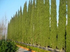 Italiaanse Cypres (Cupressus Sempervirens 'Stricta') -Tuinplanten Winkel 20120220154406 15