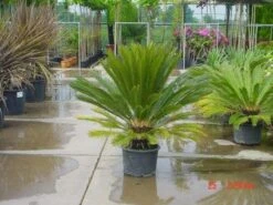 Cycaspalm (Cycas Revoluta) -Tuinplanten Winkel 20120220154507 5