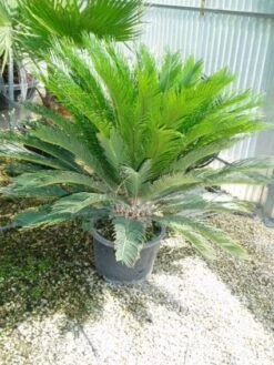 Cycaspalm (Cycas Revoluta) -Tuinplanten Winkel 20120220154549 5