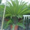 Cycaspalm (Cycas Revoluta) -Tuinplanten Winkel 20120220154616 5