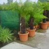 Boomvaren (Dicksonia Antarctica) -Tuinplanten Winkel 20120220155006 11