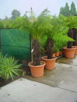 Grote Boomvaren (Dicksonia Antarctica) 17 Grote Boomvaren (Dicksonia Antarctica) -Tuinplanten Winkel 20120220155006 11 1