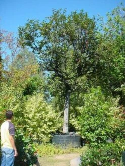 Kaki (Diospyros Kaki) -Tuinplanten Winkel 20120220155112 8