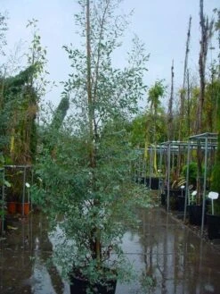 Winterharde Gomboom (Eucalyptus Gunnii) -Tuinplanten Winkel 20120220160905 5