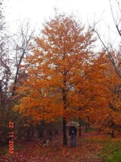 Rode Beukenboom (Fagus Sylvatica 'Atropunicea' ) 10 Rode Beukenboom (Fagus Sylvatica 'Atropunicea' ) -Tuinplanten Winkel 20120220161602 18