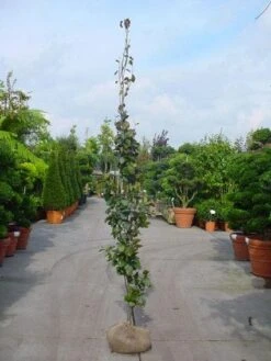 Rode Zuilbeuk (Fagus Sylvatica 'Dawyck Purple') -Tuinplanten Winkel 20120220161721 19
