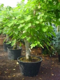 Vijg Als Solitair (Ficus Carica) -Tuinplanten Winkel 20120220162214 7