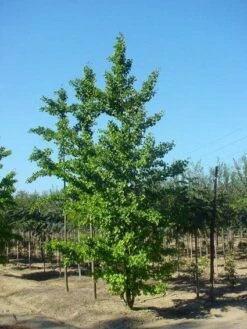 Japanse Notenboom (Ginkgo Biloba) -Tuinplanten Winkel 20120220162600 10