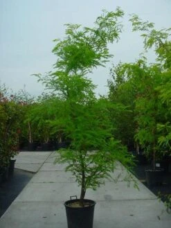 Geelbladige Christusdoorn (Gleditsia Triacanthos 'Sunburst') 21 Geelbladige Christusdoorn (Gleditsia Triacanthos 'Sunburst') -Tuinplanten Winkel 20120220162912 35 7