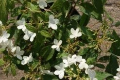 Sneeuwbal (Viburnum Plicatum 'Watanabe') 12 Sneeuwbal (Viburnum Plicatum 'Watanabe') -Tuinplanten Winkel 20120221135107 8