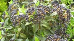 Groenblijvende Sneeuwbal (Viburnum Tinus) -Tuinplanten Winkel 20120221140222 50 10