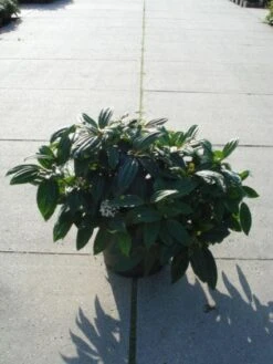 Sneeuwbal (Viburnum Davidii) -Tuinplanten Winkel 20120221140814 5