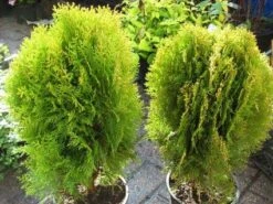 Levensboom (Thuja Orientalis 'Aurea Nana') -Tuinplanten Winkel 20120221141042 10