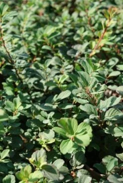 Spierstruik (Spiraea Betulifolia 'Tor')