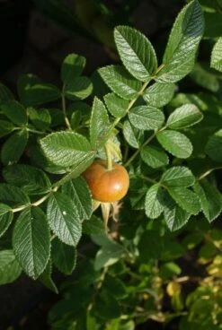 Rimpelroos (Rosa Rugosa 'Rubra') -Tuinplanten Winkel 20120221151734 2