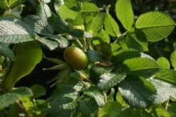 Rimpelroos (Rosa Rugosa 'Rubra') -Tuinplanten Winkel 20120221151800 2