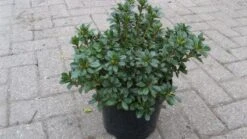 Japanse Azalea (Rhododendron 'Geisha Purple') -Tuinplanten Winkel 20120221152254 4