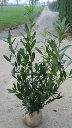 Laurier (Prunus Laurocerasus 'Caucasica') -Tuinplanten Winkel 20120221153029 19