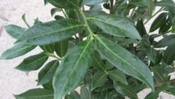 Laurier (Prunus Laurocerasus 'Caucasica') -Tuinplanten Winkel 20120221153131 19