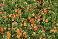 Ganzerik (Potentilla Fruticosa 'Red Ace') -Tuinplanten Winkel 20120221153230 2