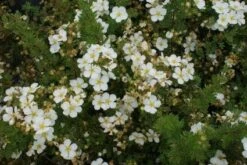 Ganzerik (Potentilla Fruticosa 'Abbotswood') 22 Ganzerik (Potentilla Fruticosa 'Abbotswood') -Tuinplanten Winkel 20120221153510 3