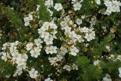 Ganzerik (Potentilla Fruticosa 'Abbotswood') 5 Ganzerik (Potentilla Fruticosa 'Abbotswood') - Afbeelding 3