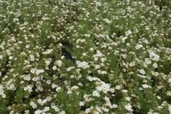 Ganzerik (Potentilla Fruticosa 'Abbotswood') 21 Ganzerik (Potentilla Fruticosa 'Abbotswood') -Tuinplanten Winkel 20120221153535 3