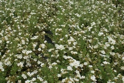 Ganzerik (Potentilla Fruticosa 'Abbotswood') 4 Ganzerik (Potentilla Fruticosa 'Abbotswood') - Afbeelding 2