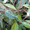 Olijfwilg Op Stam (Elaeagnus Ebbingei) -Tuinplanten Winkel 20120225092925 3