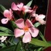 Oleander Als Boom (Nerium Oleander) -Tuinplanten Winkel 20120225093326 5