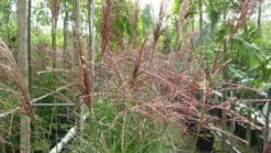 Chinees Riet, Sierriet (Miscanthus Sinensis 'Kleine Fontaine') -Tuinplanten Winkel 20120225093448 1