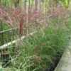 Chinees Riet, Sierriet (Miscanthus Sinensis 'Kleine Fontaine')