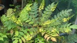 Mahoniestruik (Mahonia Media 'Winter Sun') -Tuinplanten Winkel 20120225093859 11